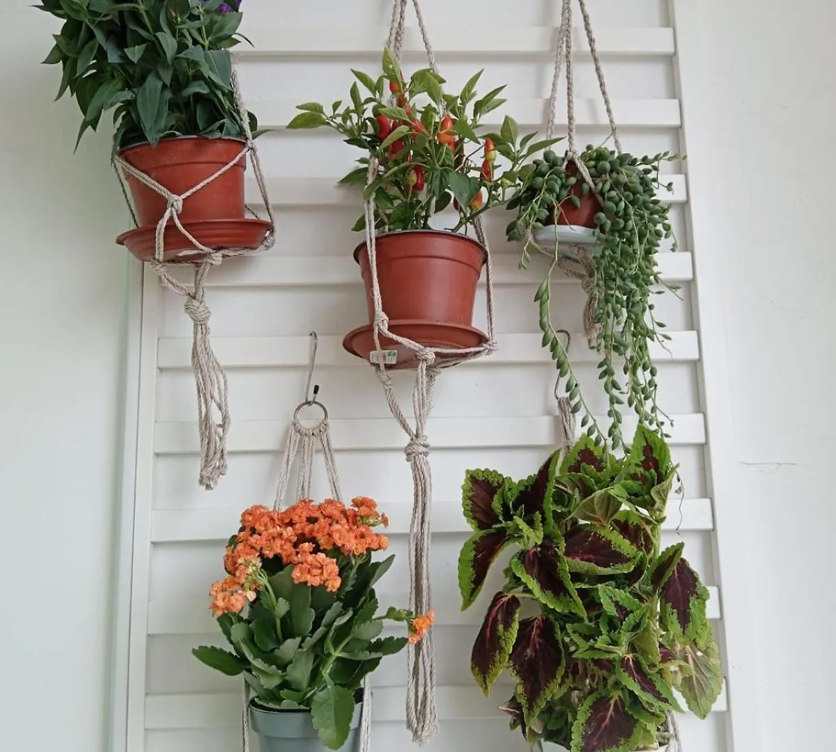 Casa Amari Alla Zisa Hostel Palermo